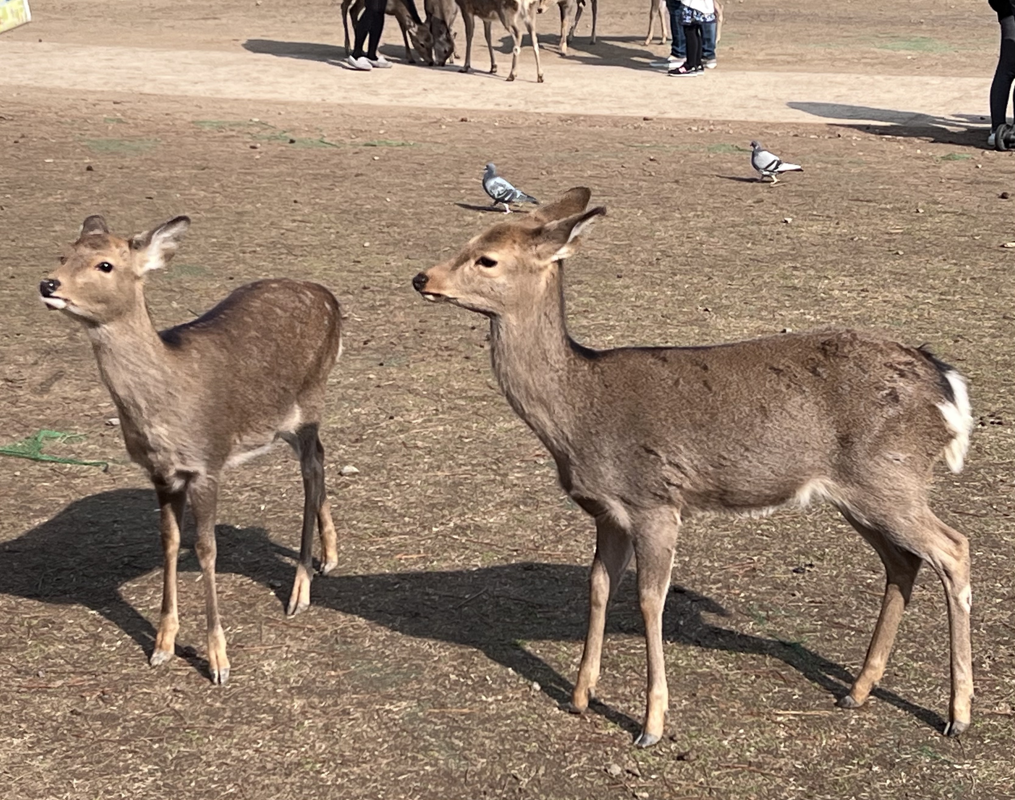 Nara 🦌.jpg